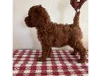 Adorable Red Mini Poodle Puppy With A Splash Of White We Call This Adorablegirl Anya Both Parents Are From Imported European Parents With All Champion