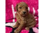 Adorable Red Mini Poodle Puppy We Call This Adorablegirl Nadia Both Parents Are From Imported European Parents With All Champion And International Cha