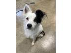 Adopt Enzo a White Papillon / Mixed dog in Jasper, IN (38215755)