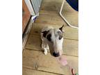 Adopt Drax a White - with Brown or Chocolate Bull Terrier / Mixed dog in Mineral
