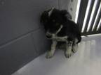 Adopt 83787 a Black Border Collie dog in Nogales, AZ (38224054)
