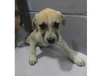 Adopt 83785 a Gray/Blue/Silver/Salt & Pepper Shepherd (Unknown Type) dog in