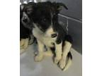 Adopt 83784 a Black Border Collie dog in Nogales, AZ (38224051)