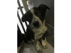 Adopt 83783 a Black Border Collie dog in Nogales, AZ (38224050)
