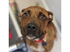 Adopt Mandarin a Brown/Chocolate American Pit Bull Terrier / Mixed dog in