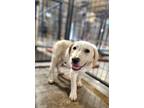 Adopt Lanie a White Great Pyrenees / Labrador Retriever / Mixed dog in