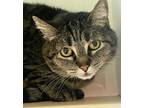 Adopt Mitzy a Gray, Blue or Silver Tabby Domestic Shorthair (short coat) cat in