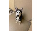 Adopt Sasuke a Black Husky / Mixed dog in Newport News, VA (38223465)