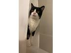 Adopt Dipper a Black & White or Tuxedo Domestic Shorthair (short coat) cat in