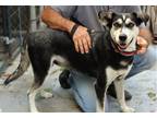 Adopt Willow a Husky / Mixed dog in Elmsford, NY (38216019)