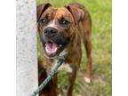 Adopt Almandine a Boxer / Hound (Unknown Type) / Mixed dog in Rocky Mount