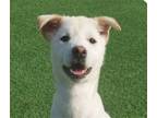 Adopt Sunny a Jindo / Mixed dog in San Ramon, CA (38219737)