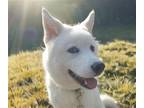 Adopt Hank a Jindo / Mixed dog in San Ramon, CA (38219736)