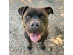 Adopt Turbo a American Pit Bull Terrier / Mixed dog in Golden, CO (38220656)