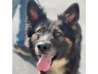 Adopt DIESEL a Black German Shepherd Dog / Australian Shepherd / Mixed dog in