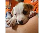 American Bully Puppy for sale in Millsboro, DE, USA
