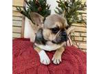 French Bulldog Puppy for sale in Austintown, OH, USA