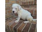 American Bully Puppy for sale in Millsboro, DE, USA