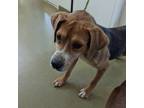 Adopt 16706 a Brown/Chocolate Hound (Unknown Type) / Mixed dog in Harrisonburg