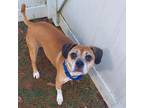 Adopt Gizzy a Brown/Chocolate Pug / Boxer / Mixed dog in Harrisonburg