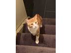 Adopt Woodruff a Orange or Red Tabby Domestic Shorthair (short coat) cat in