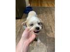 Adopt Josie a White Bichon Frise / Shih Tzu / Mixed dog in Mankato