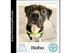 Adopt Hobo 060323 a Black - with White Boxer / Mastiff dog in Kimberton