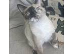 Adopt Kai a White (Mostly) Siamese / Mixed cat in Flagstaff, AZ (38218209)