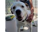 Adopt Daisy a White - with Tan, Yellow or Fawn Mixed Breed (Large) / Mixed dog