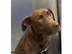 Adopt Coco Puff a Brown/Chocolate Labrador Retriever / Mixed dog in Forest Hill