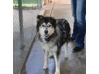 Adopt Major a Black Alaskan Malamute dog in Weatherford, TX (38217016)
