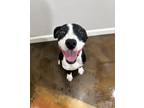 Adopt Lilly a Black - with White Pit Bull Terrier / Mixed Breed (Medium) / Mixed