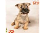 Cairn Terrier Puppy for sale in Wichita, KS, USA