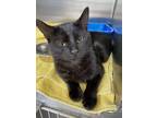 Adopt Pierre a All Black Domestic Shorthair (short coat) cat in Toronto