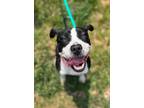 Adopt Holly a Black Mixed Breed (Medium) / Mixed dog in Reisterstown