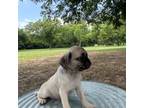 Pug Puppy for sale in Comanche, TX, USA