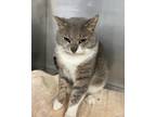 Adopt Stingray a Gray, Blue or Silver Tabby Domestic Shorthair (short coat) cat