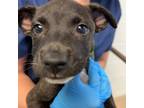 Adopt Lisa a Black Mixed Breed (Medium) / Mixed dog in Gadsden, AL (38215654)