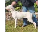 Dogo Argentino Puppy for sale in Bunnell, FL, USA