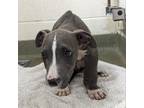 Adopt 16699 a Gray/Silver/Salt & Pepper - with Black Pit Bull Terrier / Mixed