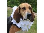 Adopt Louise a Tricolor (Tan/Brown & Black & White) Treeing Walker Coonhound /