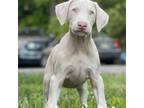 Doberman Pinscher Puppy for sale in Cookstown, NJ, USA