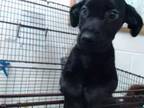 Adopt JUNO a Labrador Retriever