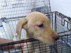 Adopt COCOA PUFF a Labrador Retriever
