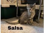 Adopt Salsa a Tabby