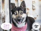Adopt ZARA a German Shepherd Dog, Siberian Husky