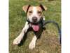 Adopt Astrid a Mixed Breed