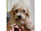 Adopt Millie a Lhasa Apso, Yorkshire Terrier