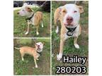 Adopt HAILEY a Pit Bull Terrier, Mixed Breed