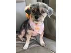 Adopt Tizzy 18 a Yorkshire Terrier, Poodle